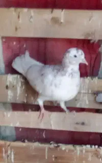 کبوتر گمشده