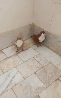 نر و ماده کرباتی زرد و سرخ به ضمانت تخم جوجه
