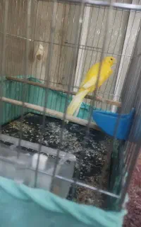 پرنده