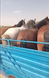 خرید فروش اسب مادیان پالونی