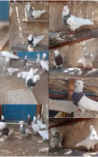 کبوتر پرنده