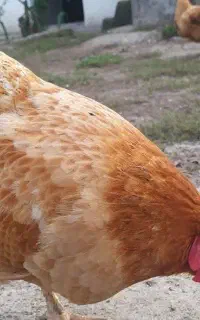 پنج عدد مرغ تخم گذار گلپایگان
