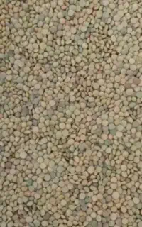 نخود و عدس