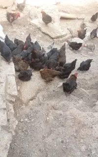 مرغ تخمگذار ‌
