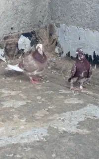 کبوتر
