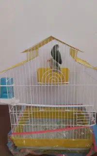 فروش طوطی برزیلی