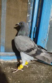 کبوترخطی