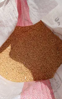 گندم