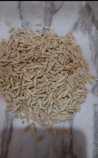 جو شش پهلو یا شش پرر