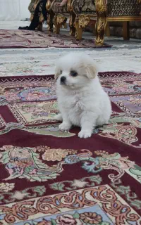 سگ شیتزو تریر