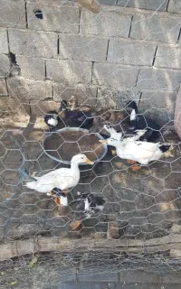 اردک