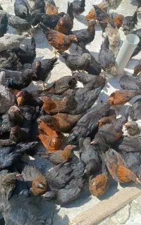 جوجه ۴ ماهه