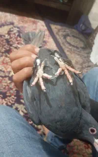 ماده کلاغ