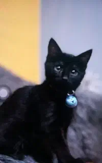 نیازمند گربه ماده dsh برای جفت