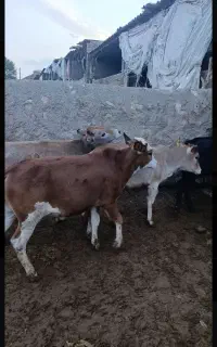 گوساله ماده 120کیلویی چاق