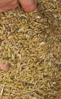 گندم و جو قاطی قیمت ۴۳