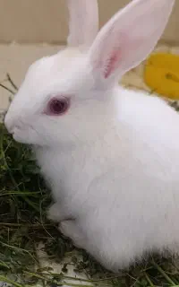 خرگوش چشم شرابی