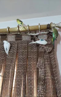 فروش مرغ عشق های دستی و عروس هلندی های دستی خانگی