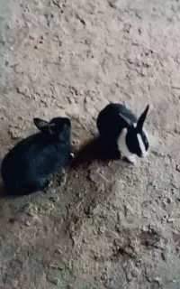خرگوش نره ماد