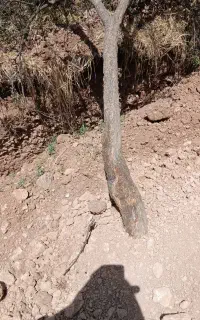 چوب درخت انار