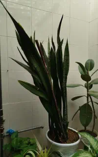 گل سانوریا