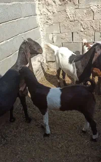 فروش بزپاکستانی