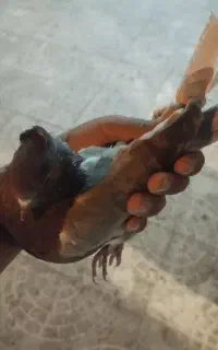 کبوتر ماده دوتاش