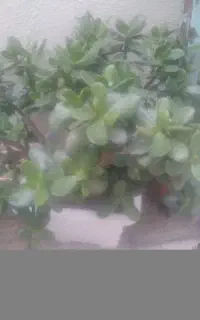 گل الو اورا و گل قاشقی گل نعنایی