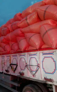 کاه گندم نرم و کاه جو و جو محلی و گندم