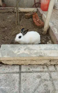 خرگوش زیبا و مهربون اهلی