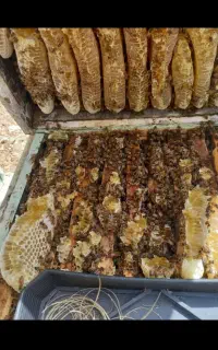 عسل