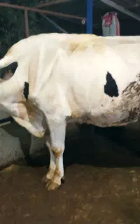 گاو شیرده عاقل