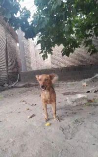 سگ پاکوتاه