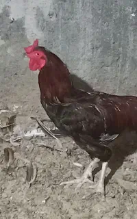 یک عدد خروس دورگ لاری