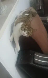 گربه گم شده