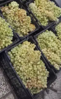 سبد پلاستیکی