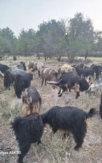 فروش ۴۰راس بز کهره دار وشیری