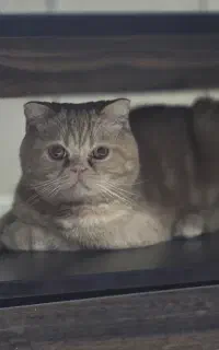 اسکاتیش