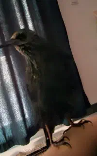 سار گمشده پرنده گمشده