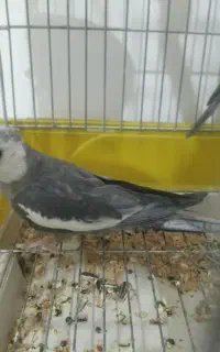 عروس هلندی