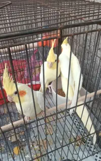عروس هلندی