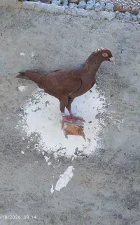 سرخ کازرونی