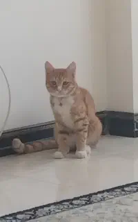 واگذاری کربه خانگی ۵ماهه