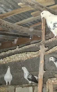 فروش کبوتر