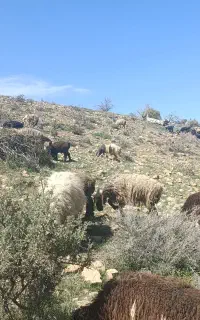 نیازمند چوپان