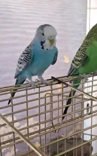 مرغ عشق گم شده