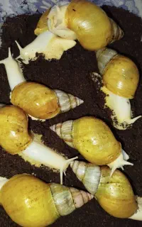 حلزون کلاژن ساز