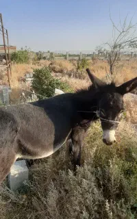 الاغ