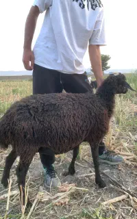 میش و‌برره نر ۴۵تومن جفتش