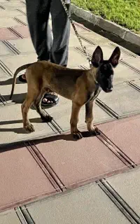 گمشده